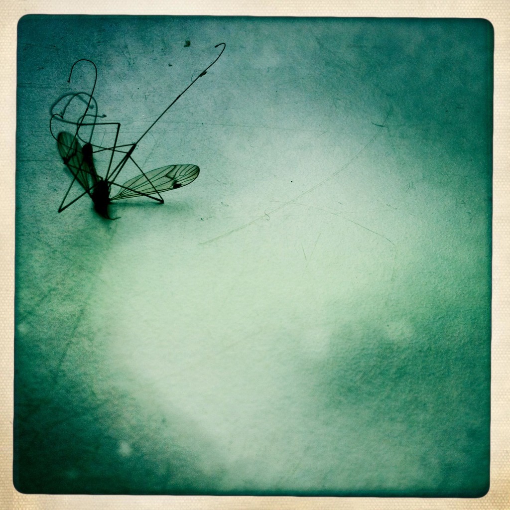Die tote Mücke am Fensterbrett