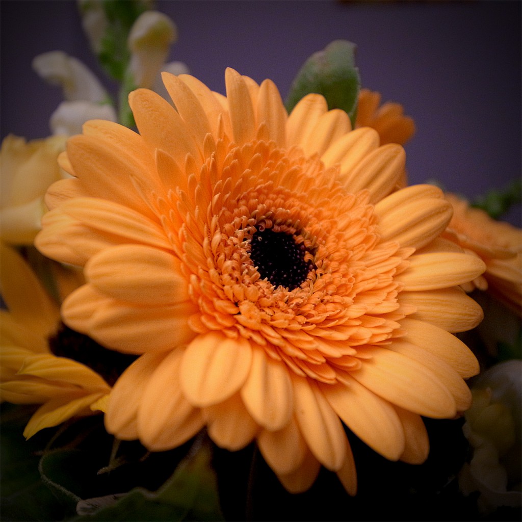 Frl. S. Blumen