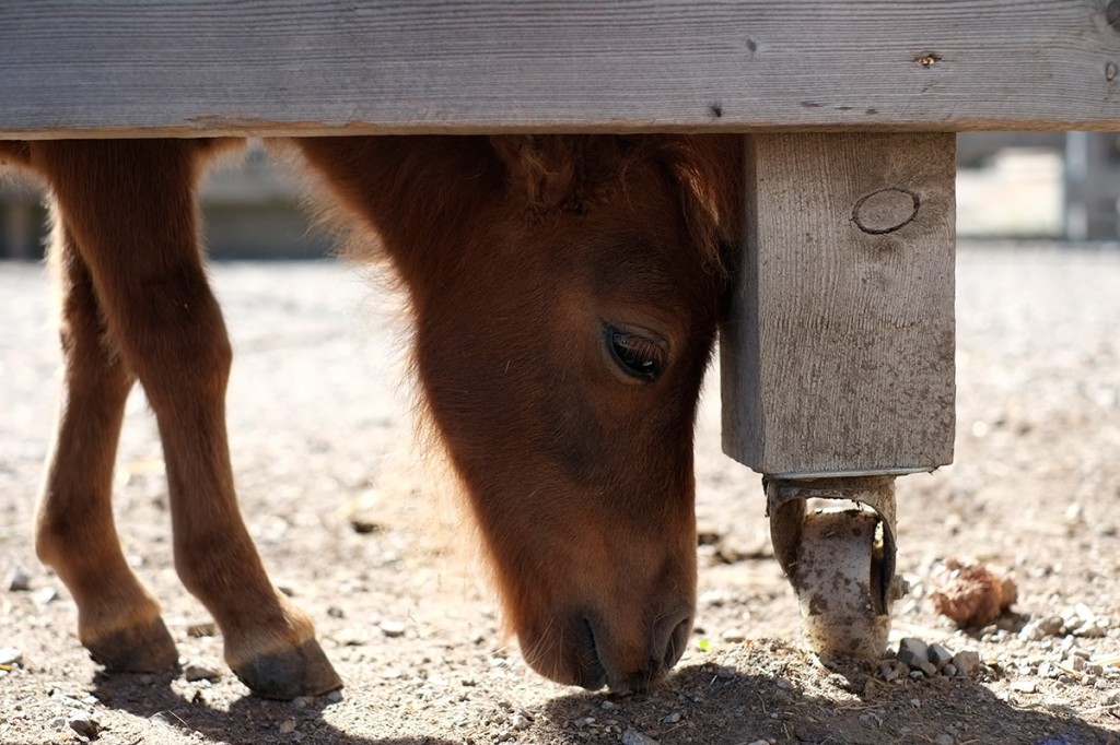 Babypony im Streichelzoo