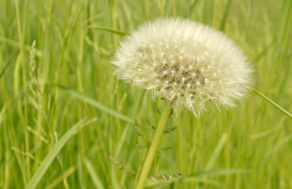 Pusteblume-web